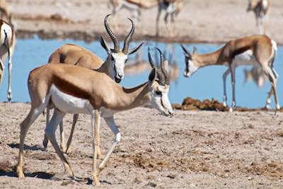 Kalahari wildlife